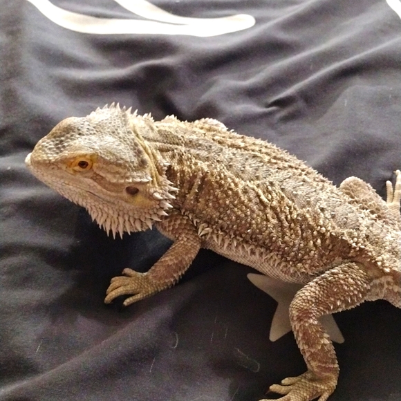 Baphomet the Bearded dragon - Picture 4 of 7